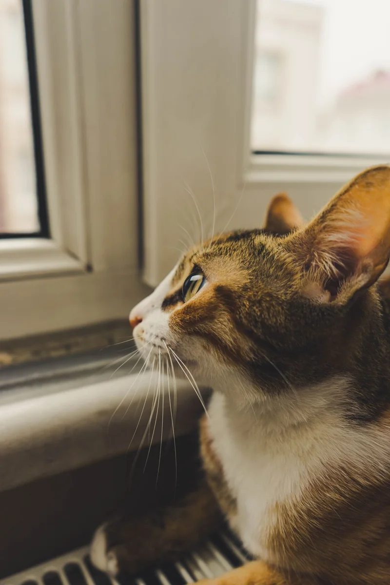 Gatto guardando fuori dalla finestra