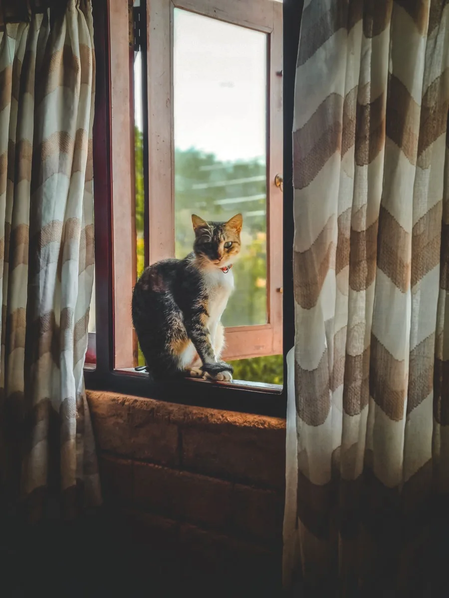 Gatto seduto su una finestra