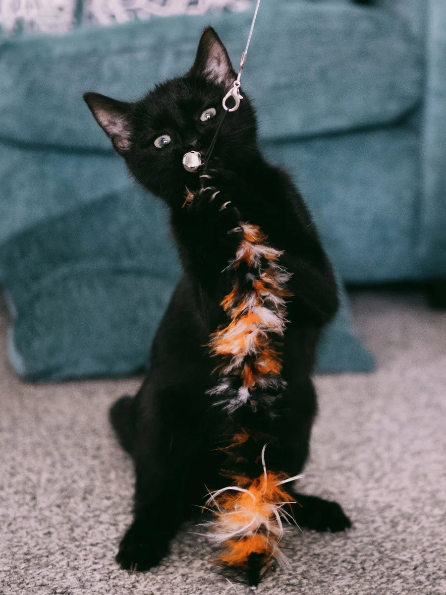 Gatito negro jugando con un juguete de tetera pluma