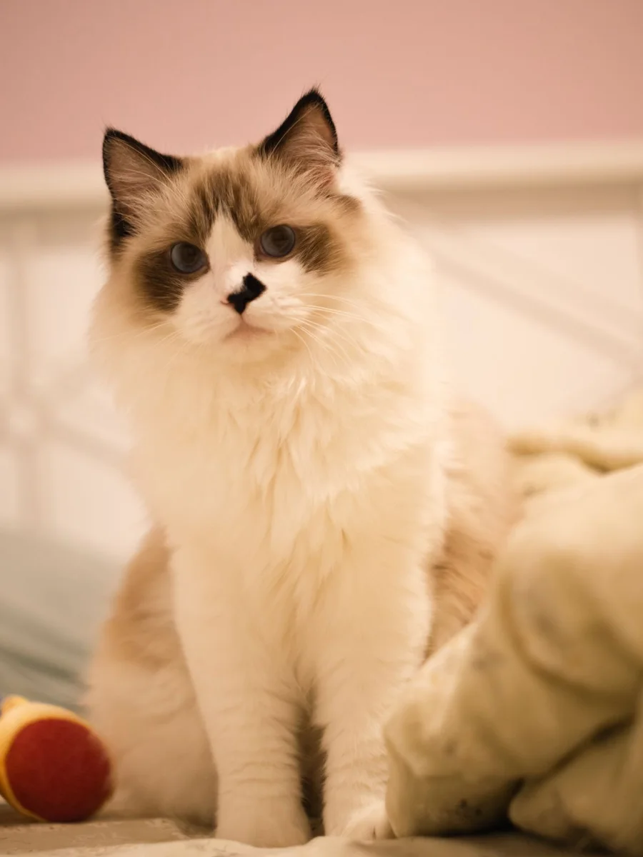 un gatto Ragdoll