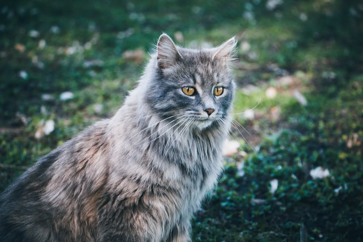 Nahaufnahme von Maine Coon Cat
