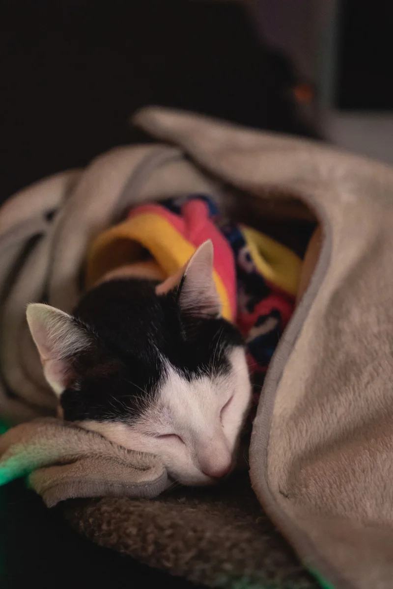 Gatto che dorme sotto la copertina