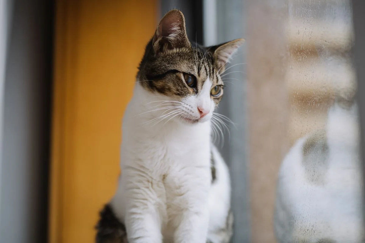 Katze schaut durch das Fenster