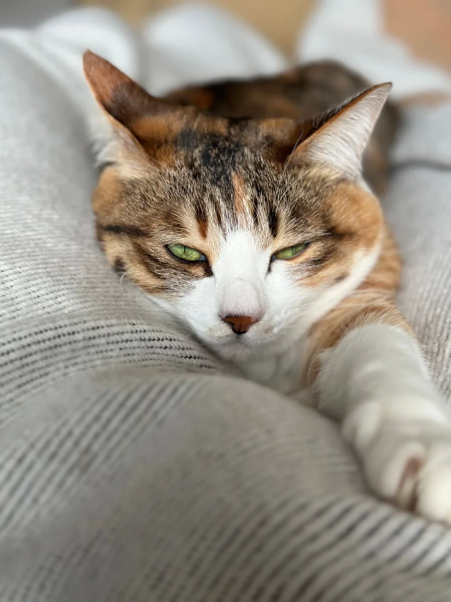 Katze liegt auf einer Decke