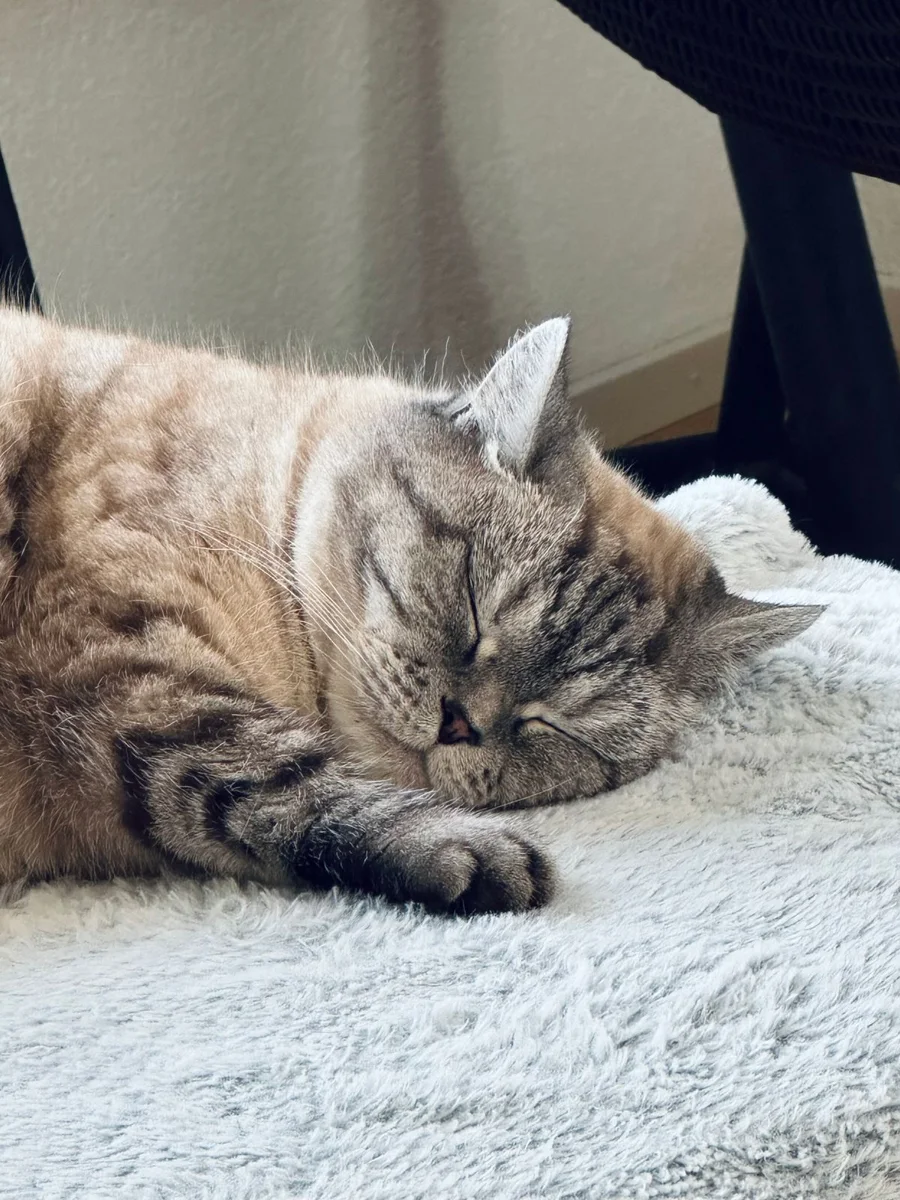 Cat Lying Down and Sleeping
