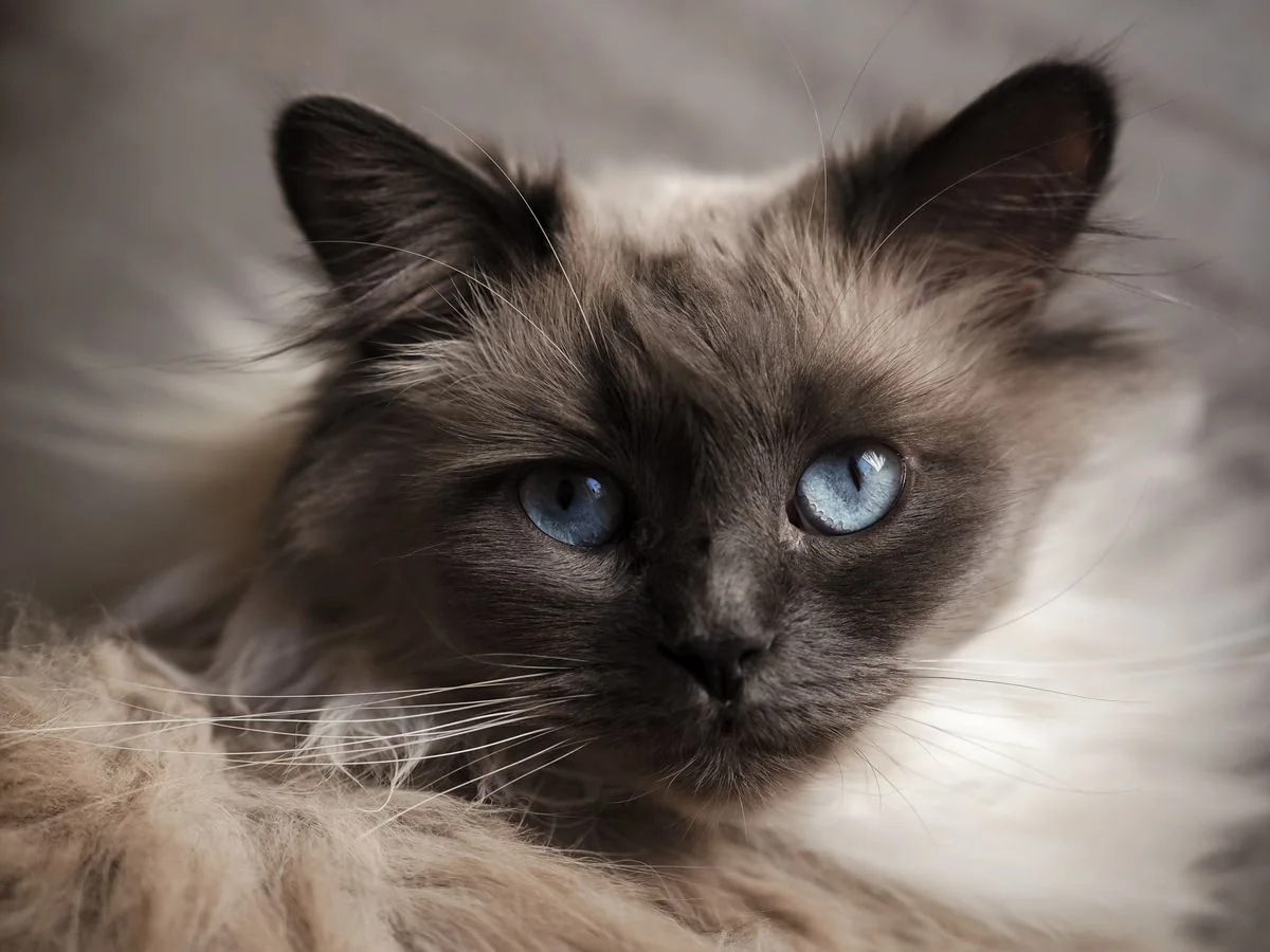 Nahaufnahme einer Birman-Katze mit blauen Augen