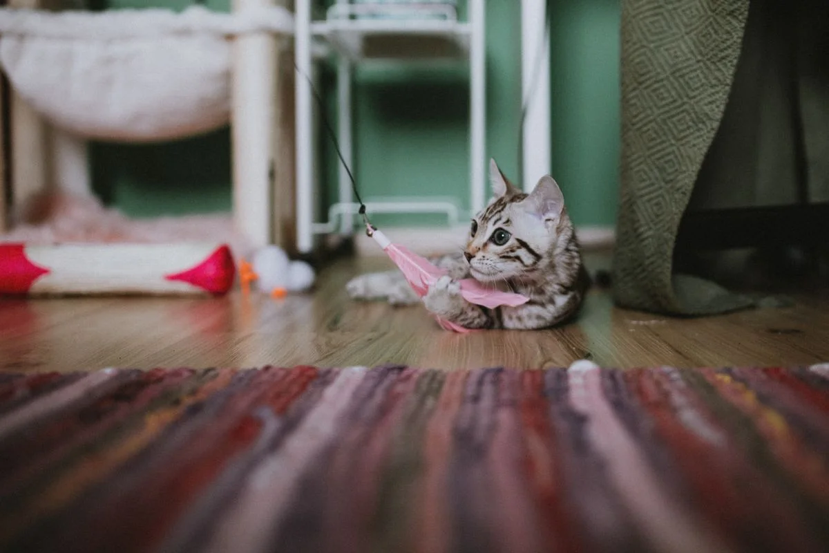 Gattino giocando con un giocattolo di piuma su un pavimento
