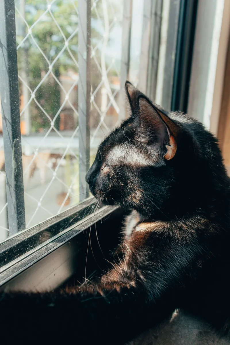 Schwarze Katze Blick auf Fenster
