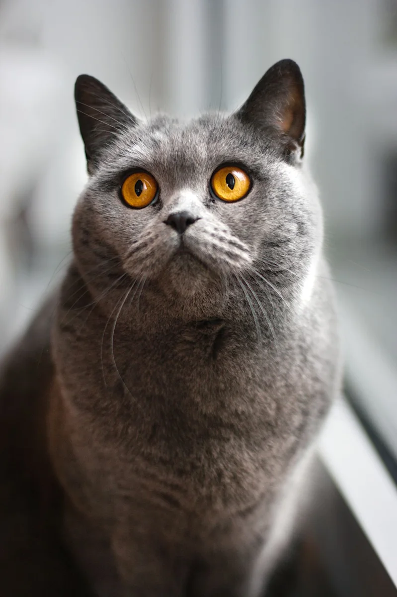 Ritratto di gatto grigio