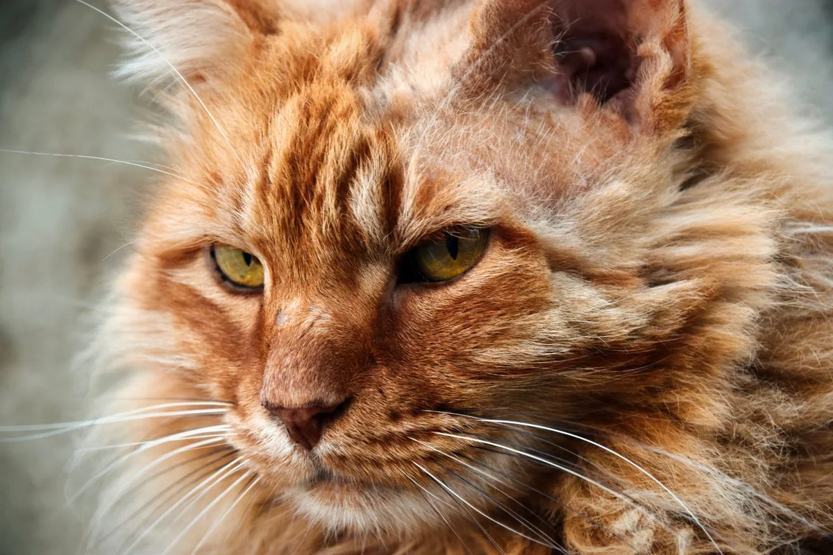 Ritratto di un Gatto Coon del Maine