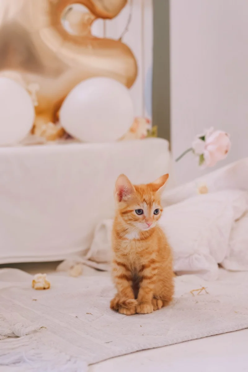 un gatito naranja