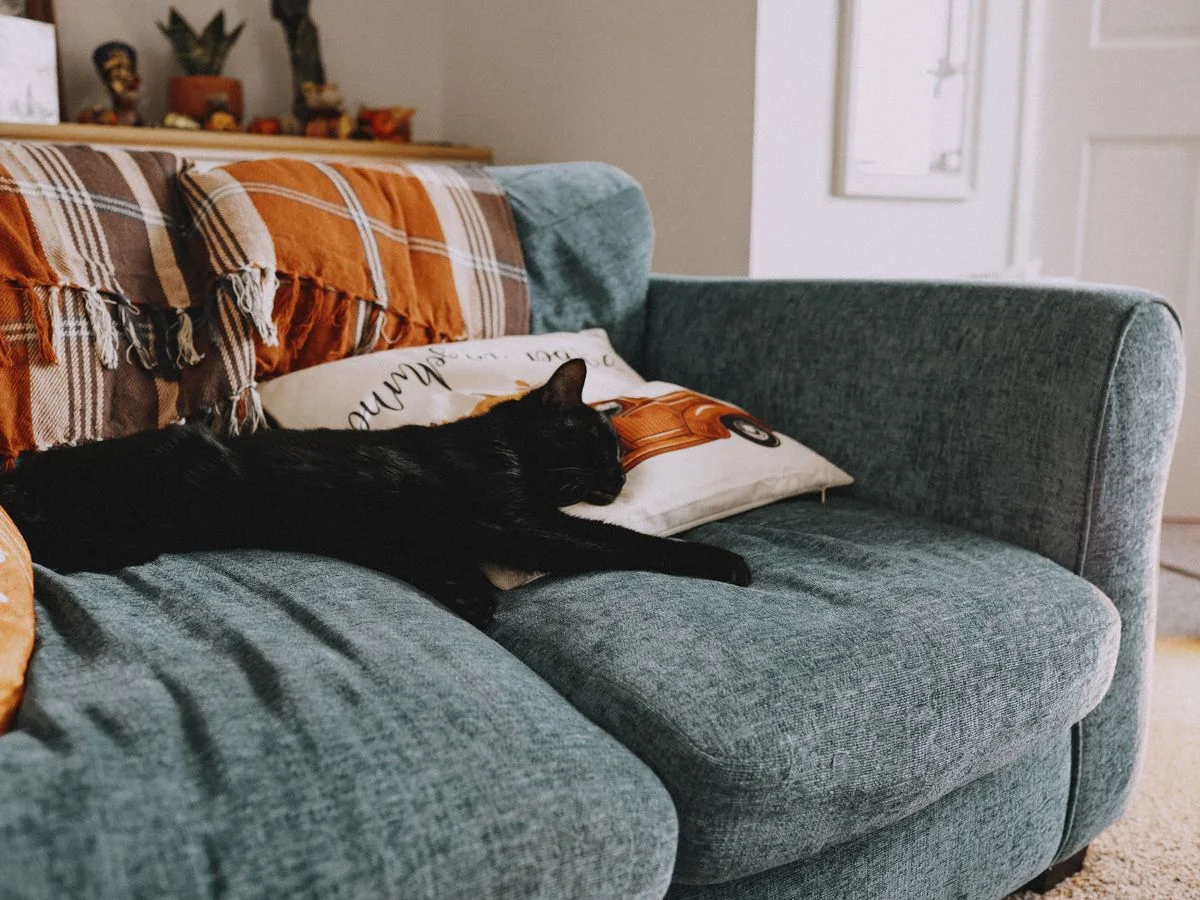 Schwarze Katze entspannen auf Cozy Couch mit Decke