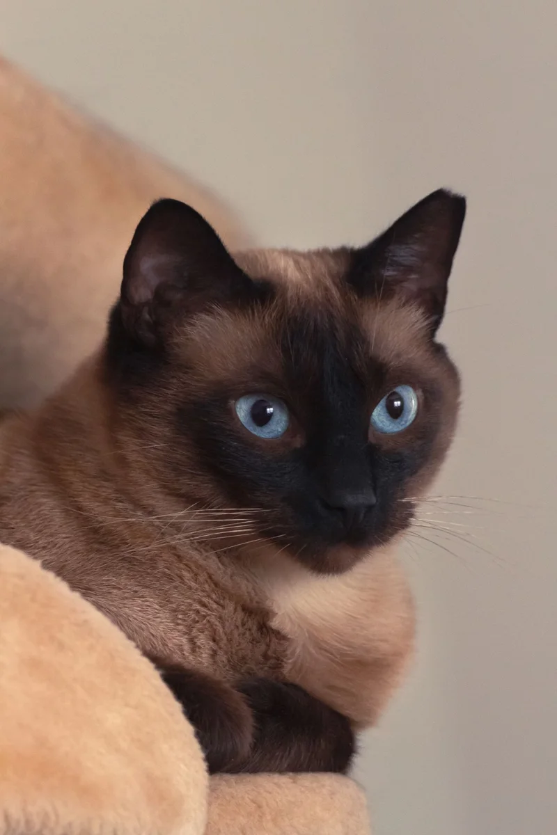Il gatto siamese con occhi azzurri rilassanti all'interno