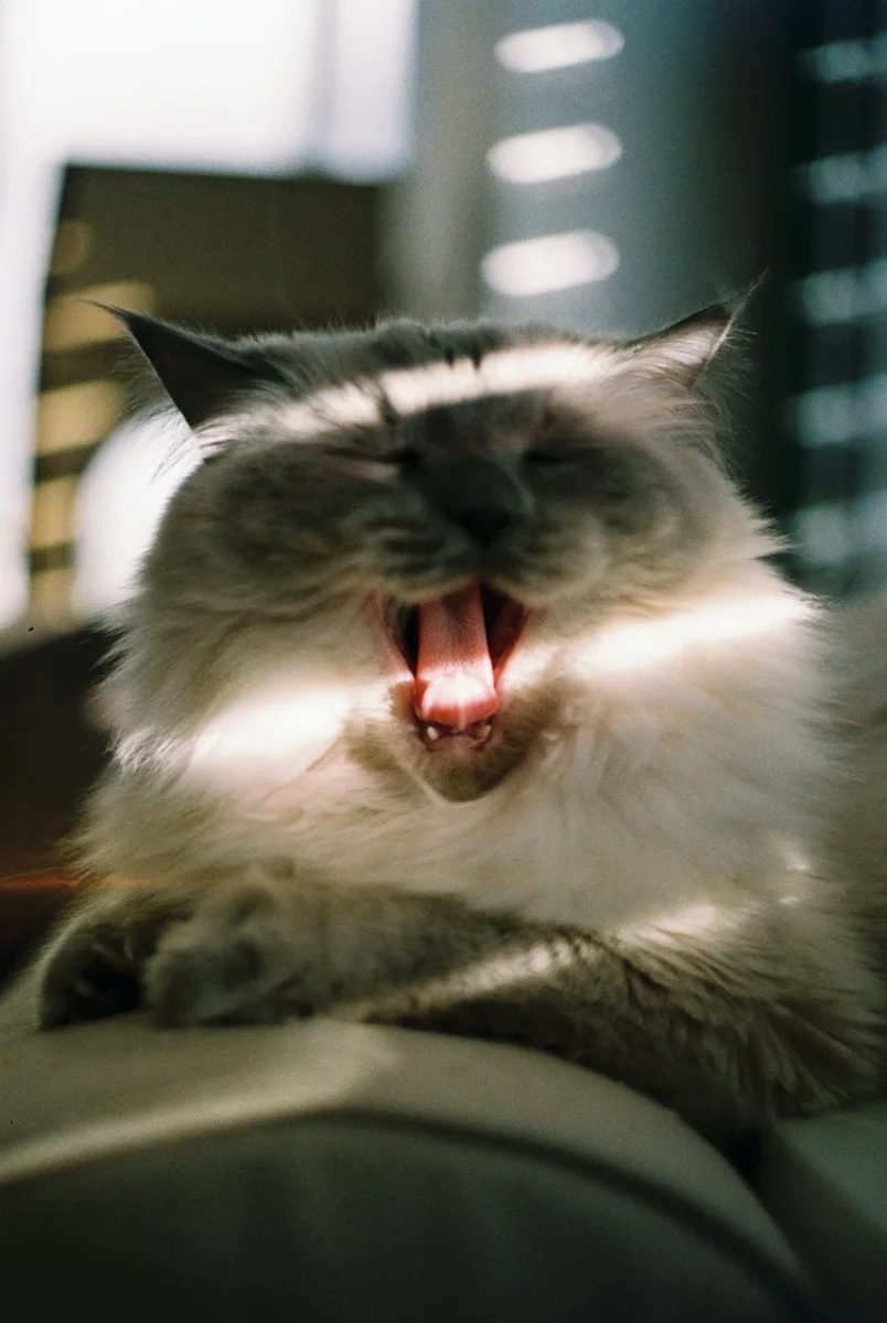 Gatto Ragdoll bocciante in luce del pomeriggio morbido