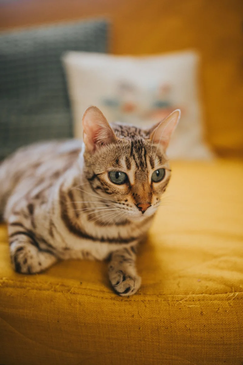 Bengal Cat Relaxing on Yellow Sofa Indoors