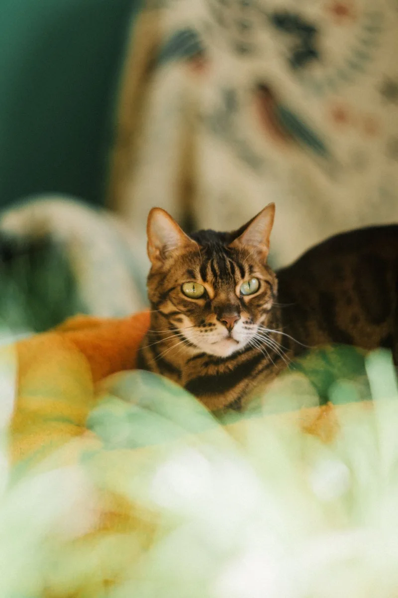 Bengal Katze entspannend drinnen im natürlichen Licht