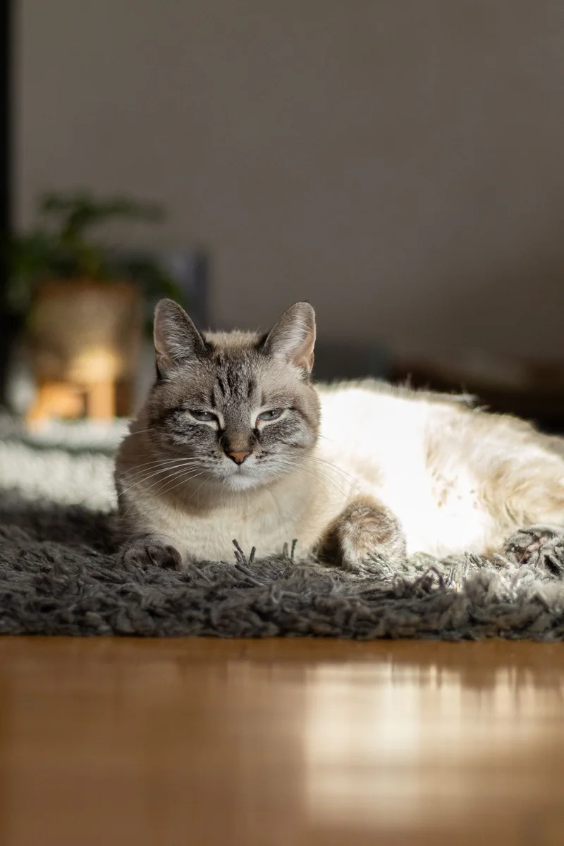 Gatto siamese rilassante su Sunlit Rug all'interno