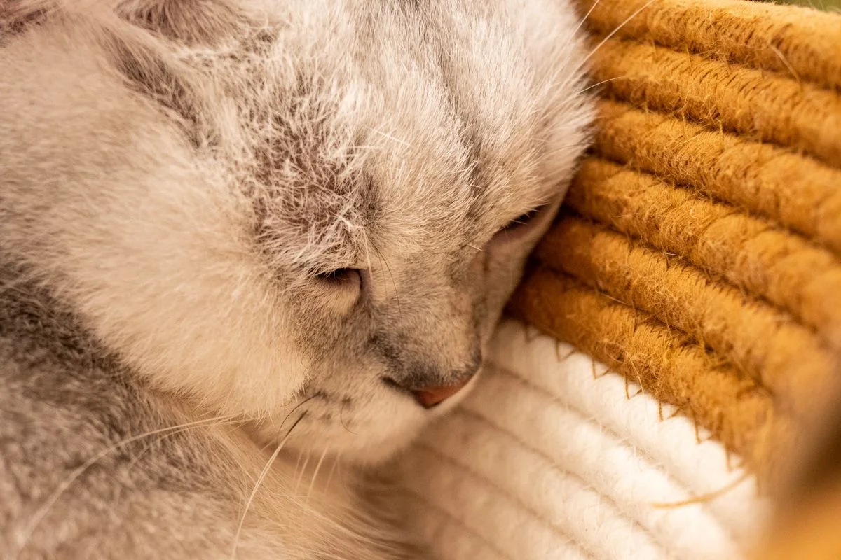 Close-up of a Sleeping Domestic Cat on Blanket