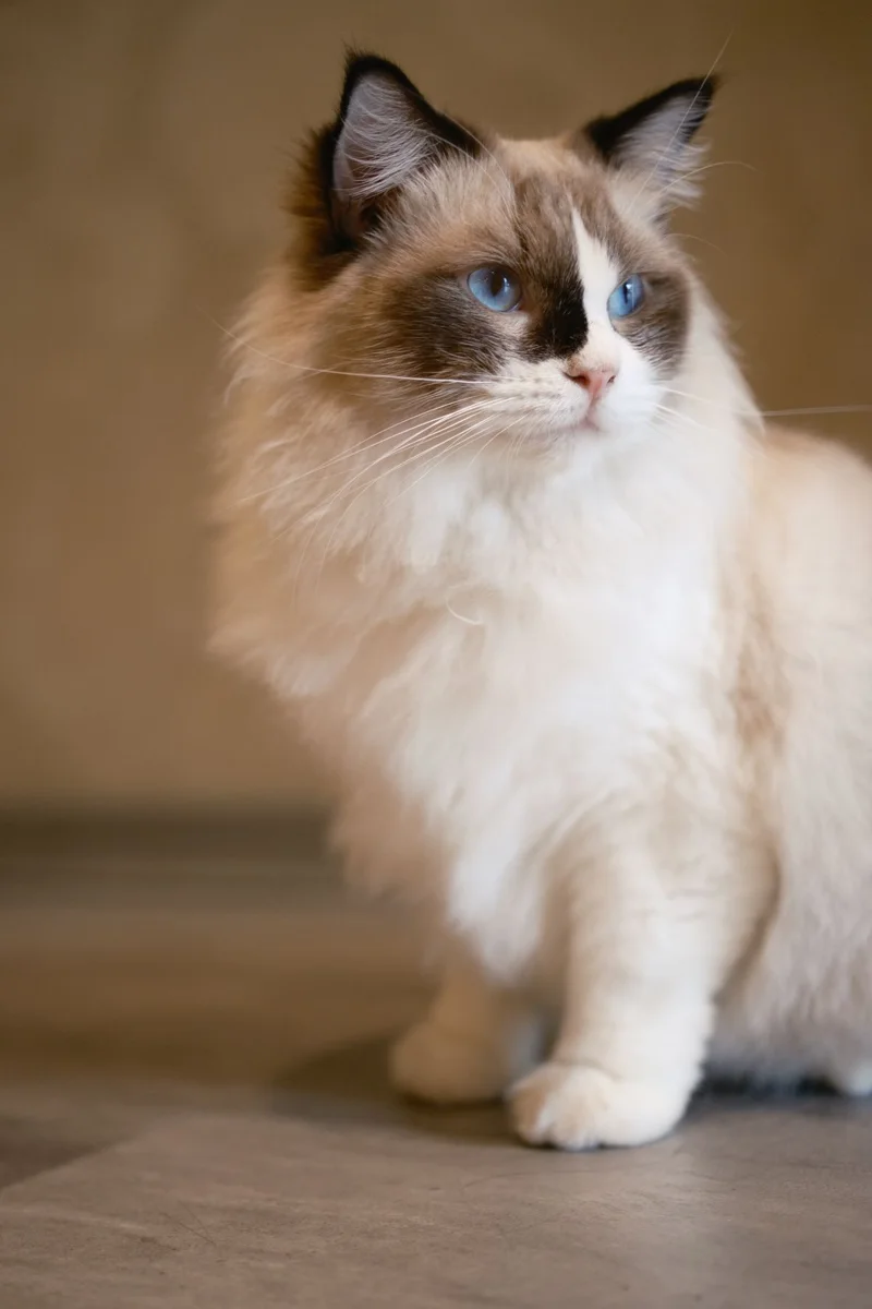 Stupendi gatto Ragdoll con occhi blu all'interno
