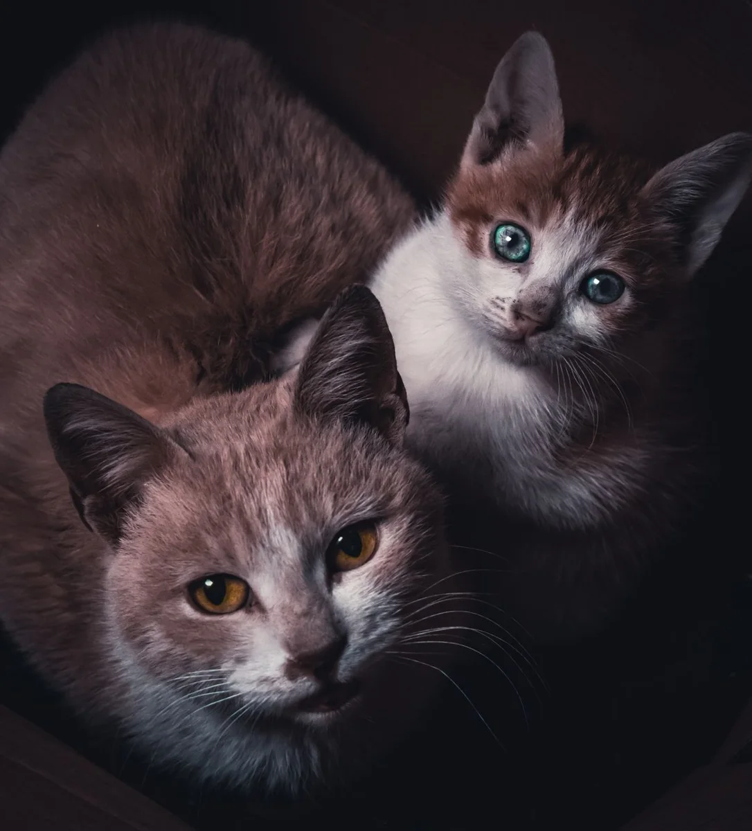 Ritratto di Curioso Gatto con Madre Gatto