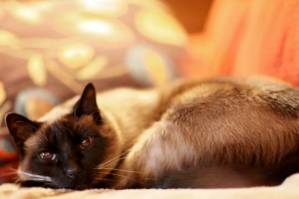 Gatto siamese