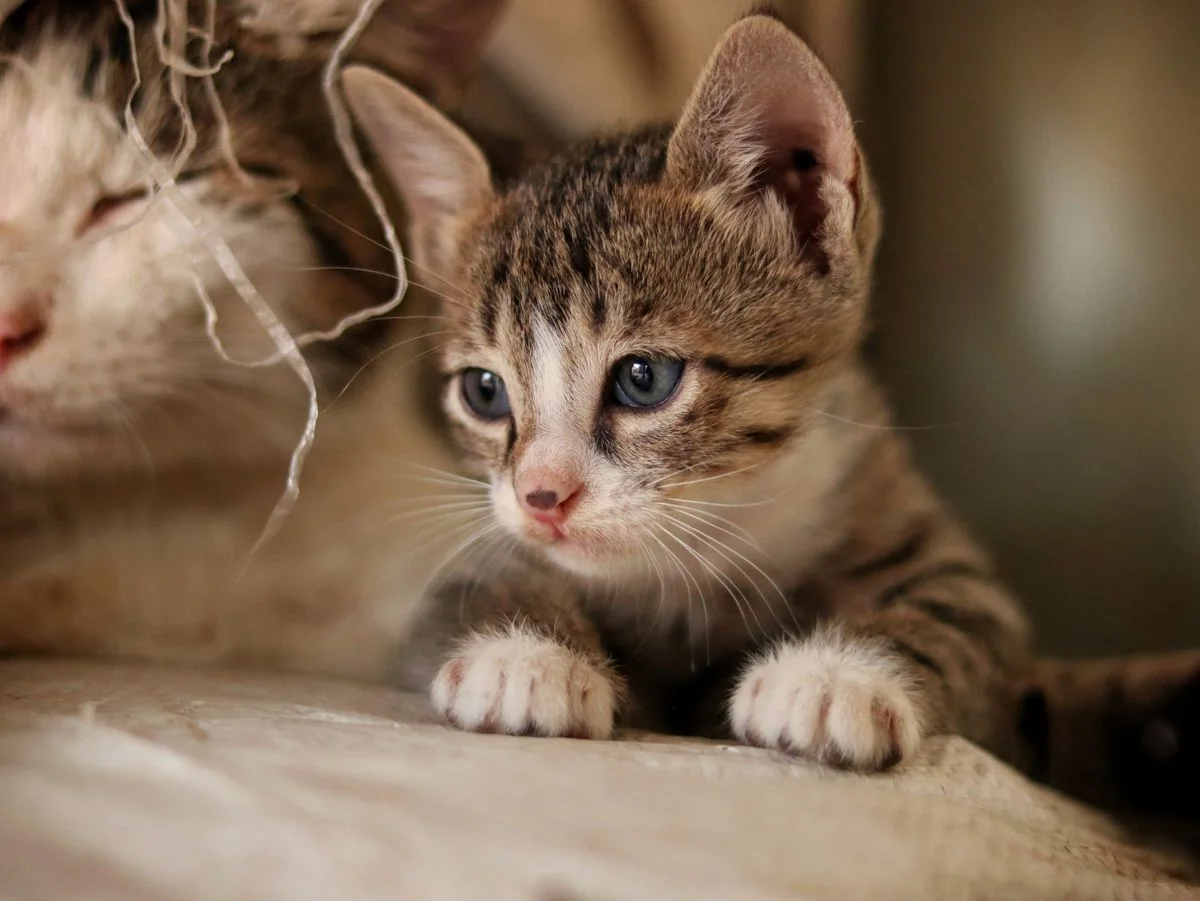 Adorabile gattino che riposa all'interno con la madre gatto