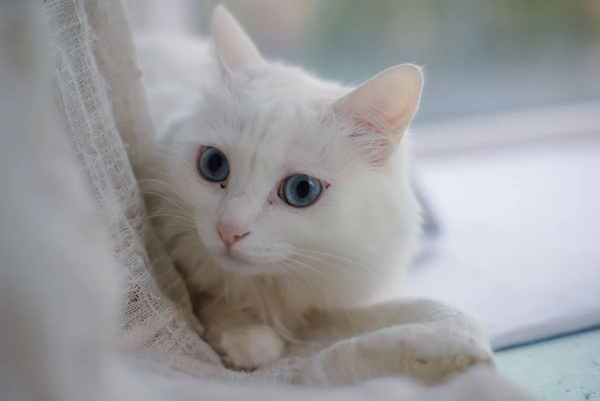 Gato blanco con ojos azules junto a la ventana