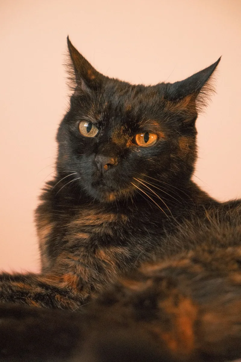 Nahaufnahme Portrait einer Tortoiseshell Katze