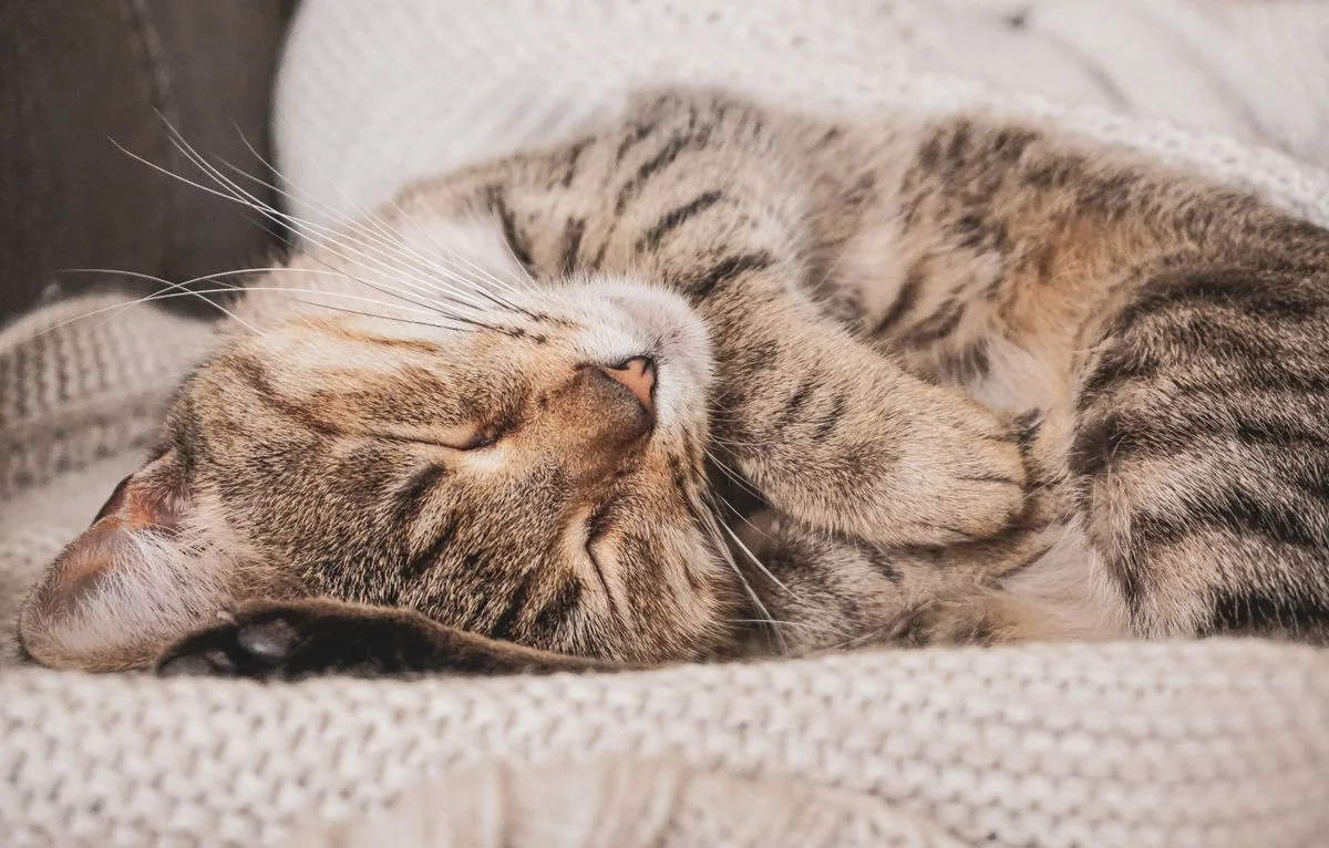 Gatto che dorme sulla coperta sul divano