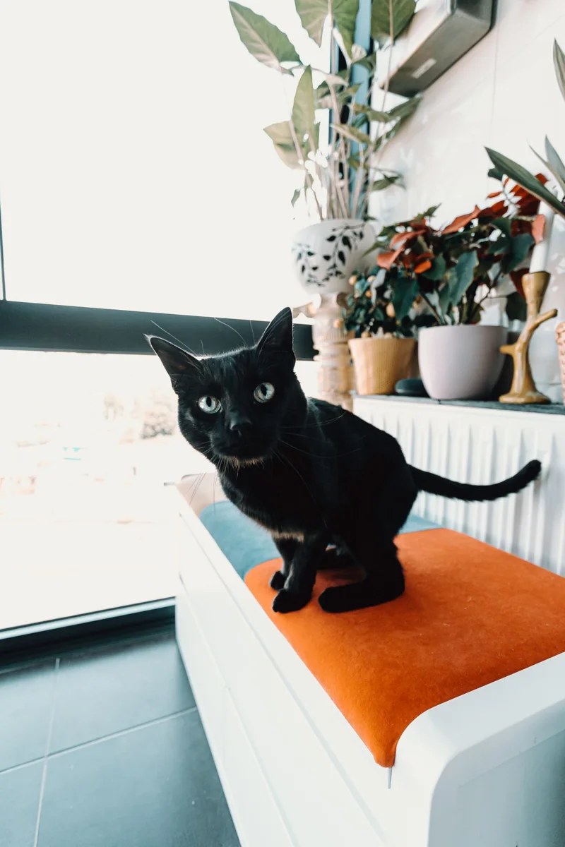 Black Cat on Sofa