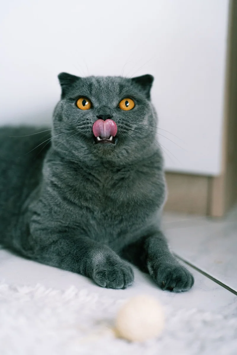 Bianco grigio del gatto