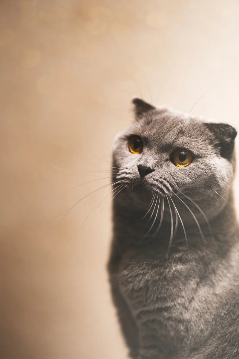 Graue Katze in Nahaufnahme