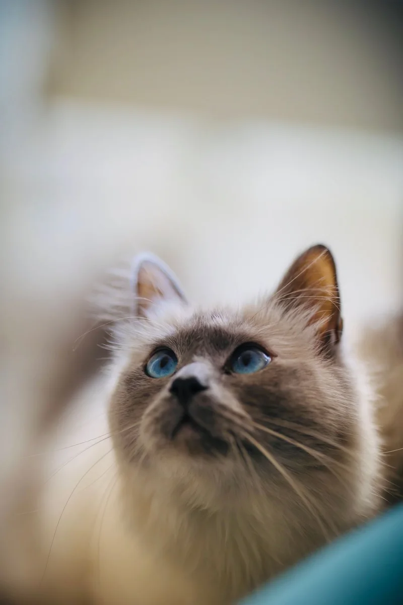 Ritratto di gatto con occhi blu