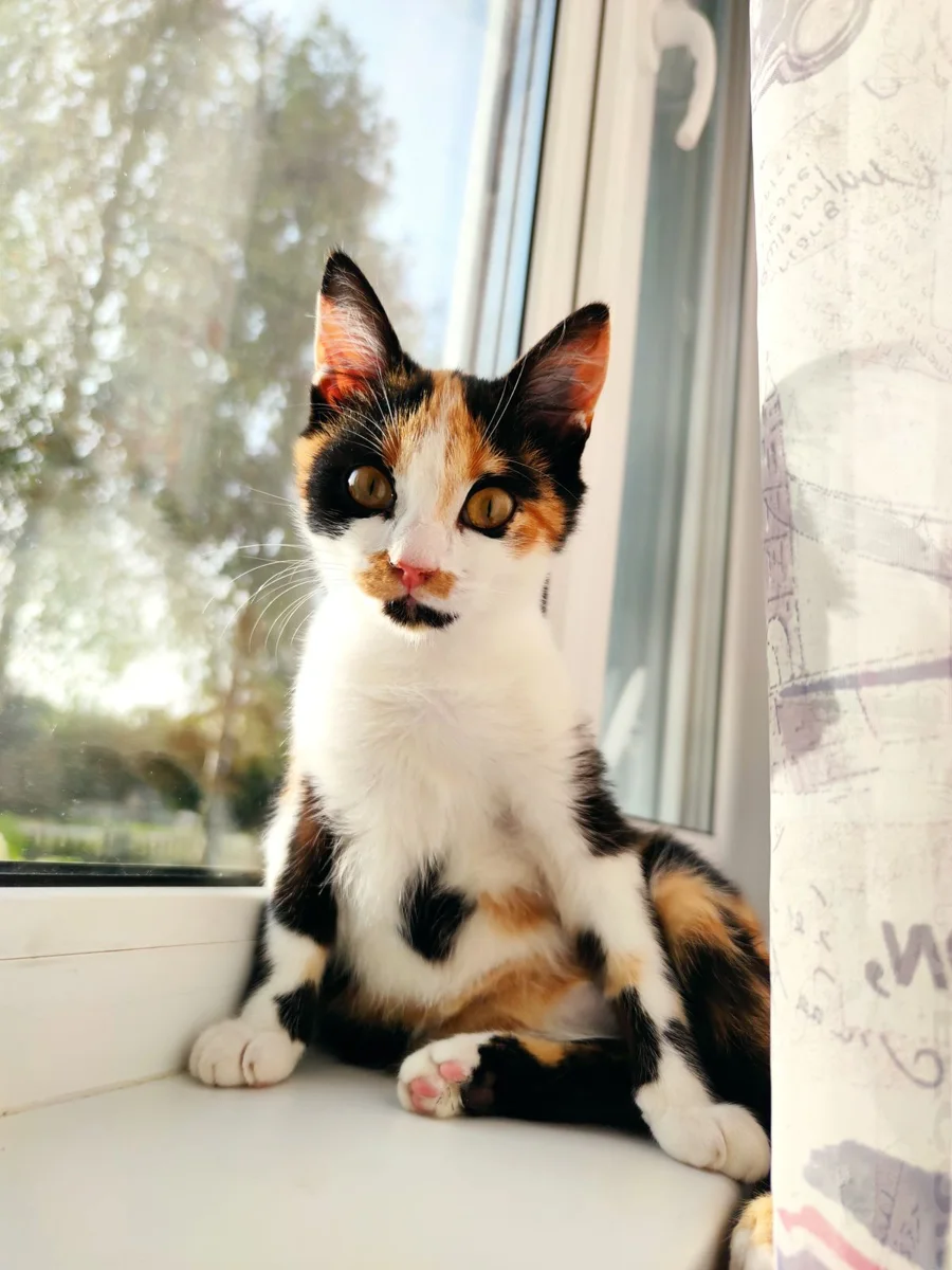 Calico Gato sentado junto a la ventana