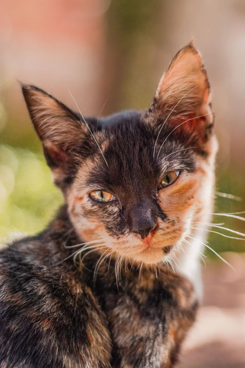 Ravvicinamento di un gatto di Tortoiseshell