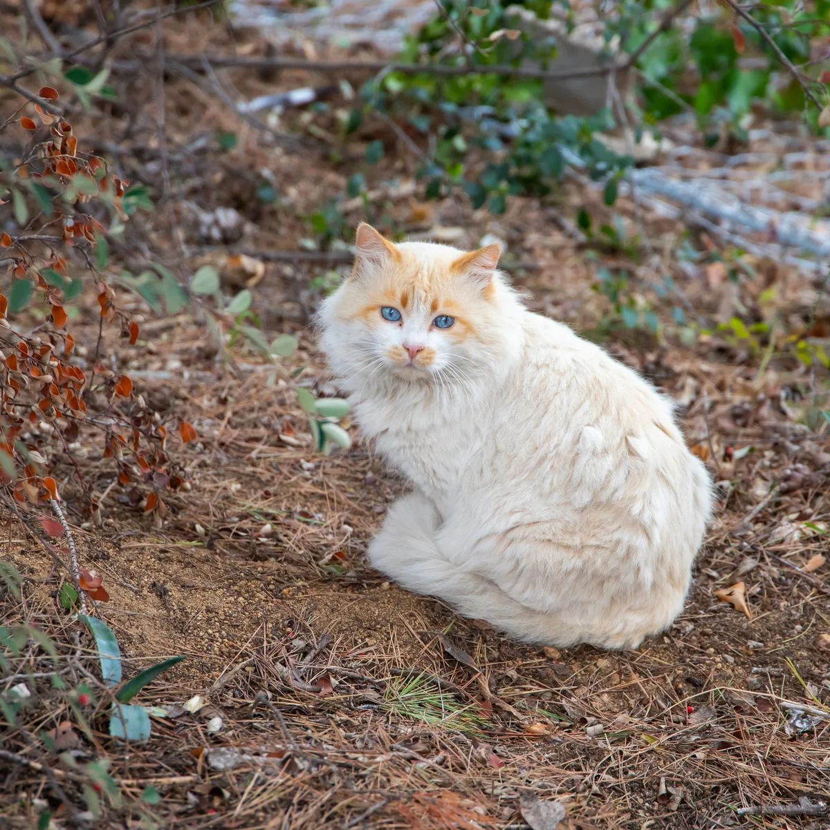 Weiße Katze mit blauen Augen