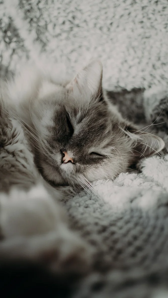 Niedlich Katze schlafen auf Decke
