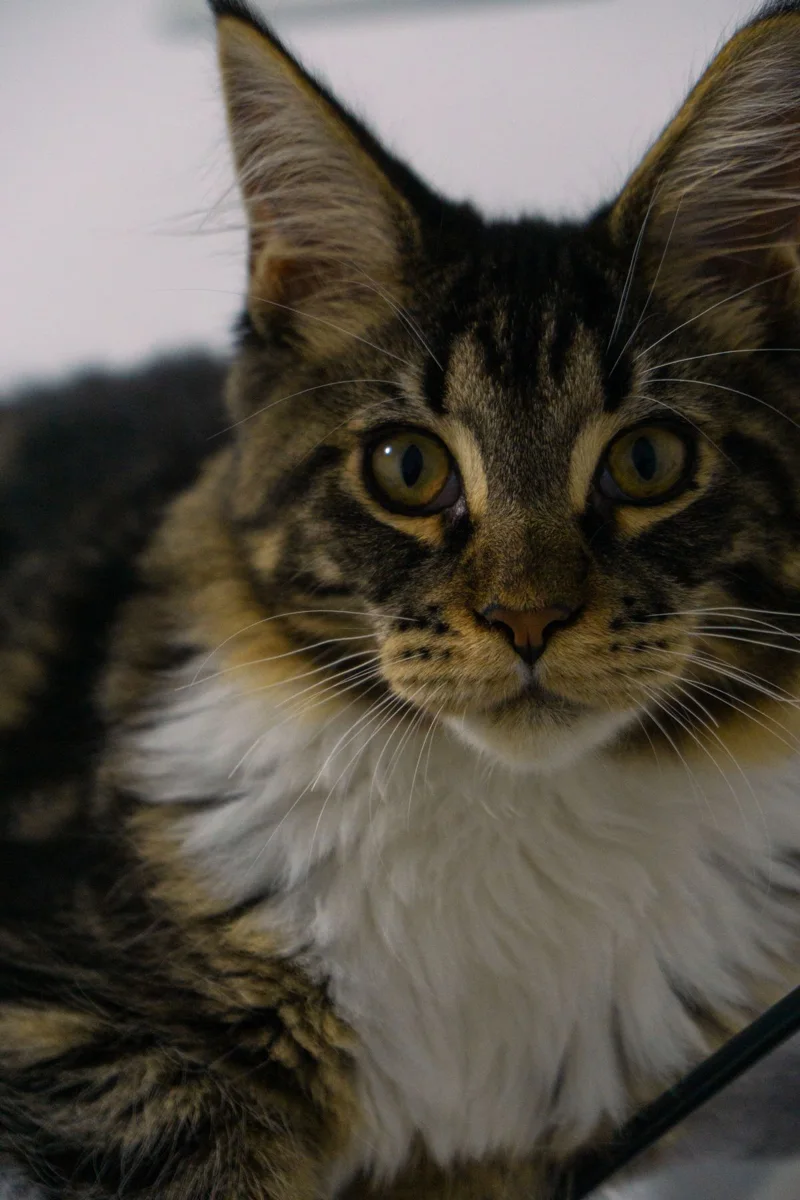 Nahaufnahme einer Maine Coon Cat