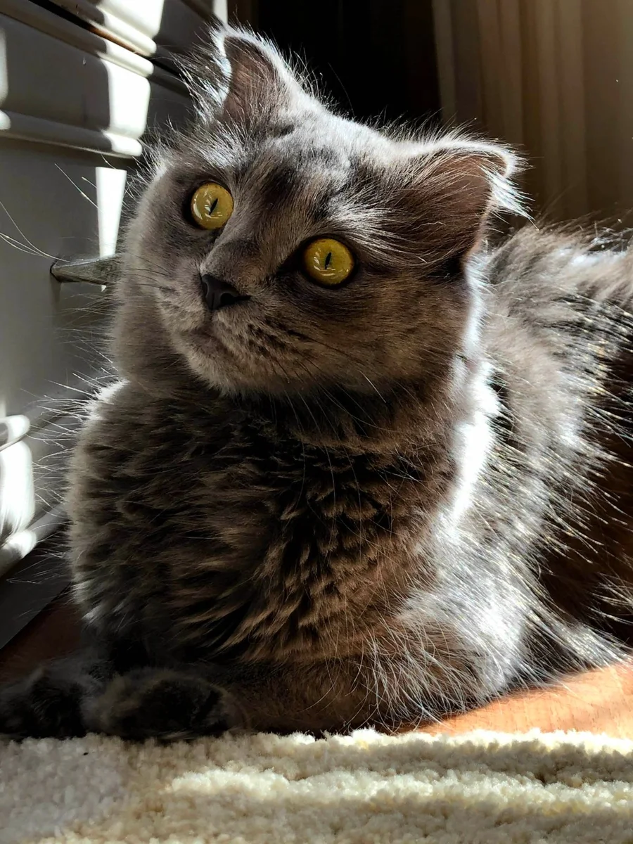 Close-Up a Gray Gray Shorthair Cat