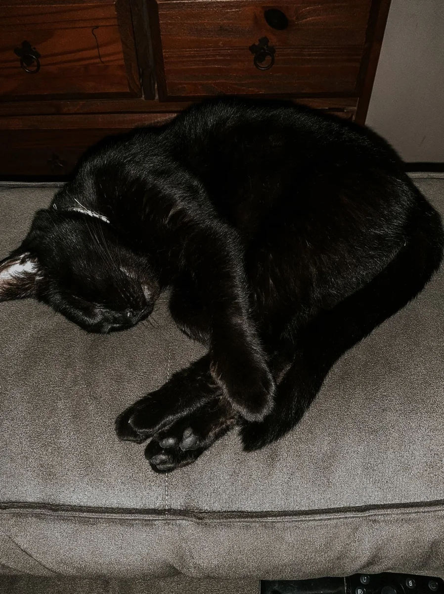 Un gatto nero che dorme da vicino