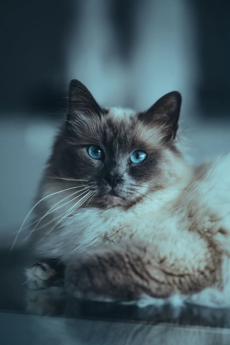 Nahaufnahme einer Birman Katze